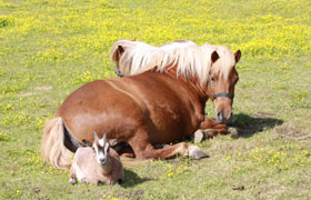 Galeriebild 3