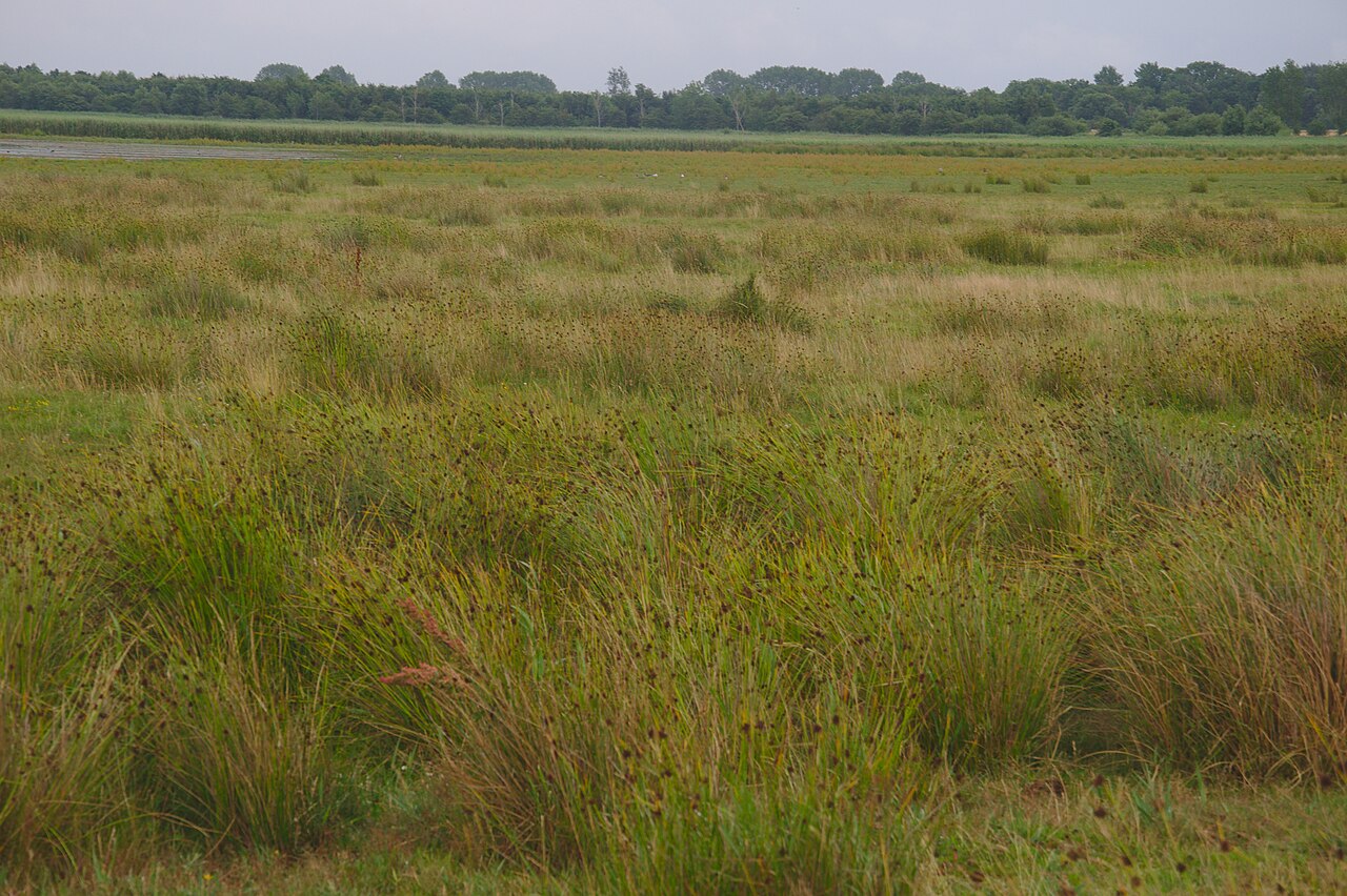 NABU Wasservogelreservat Wallnau