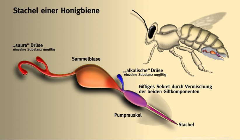 NABU Wasservogelreservat Wallnau