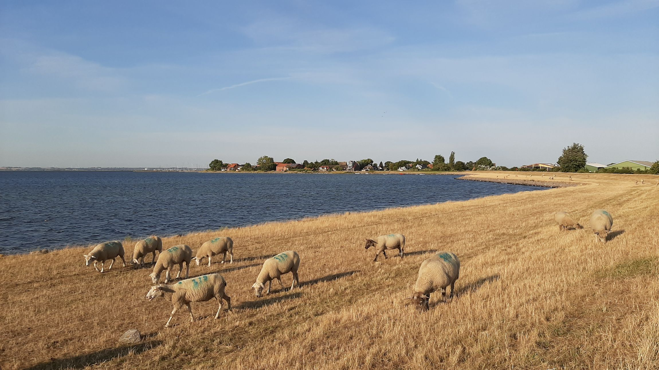 Ferienhof Scheel Campingwiese
